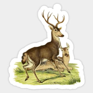 Deers Illustration Sticker